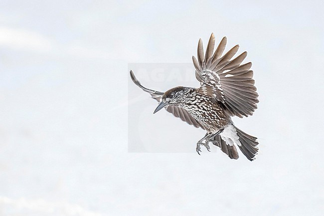 Spotted Nutcracker (Nucifraga caryocatactes) flying over  the snow in bulgarian mountain. stock-image by Agami/Marcel Burkhardt,