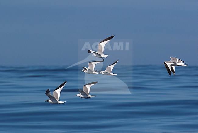 Flock of Sabine's Gulls (Xema sabini) in flight over the Atlantic ocean north of Spain. stock-image by Agami/Dani Lopez-Velasco,