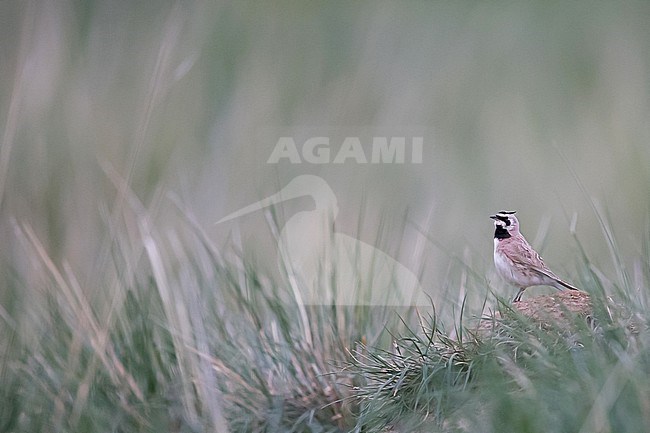 An adult male Horned Lark (Eremophila alpestris) of the subspecies brandti in Mongolian Chentii Aimag stock-image by Agami/Mathias Putze,