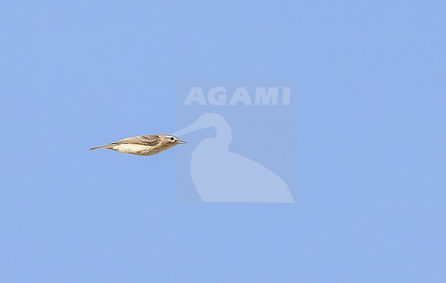 Warbling Vireo (Vireo gilvus) adult in flight during migration stock-image by Agami/Ian Davies,