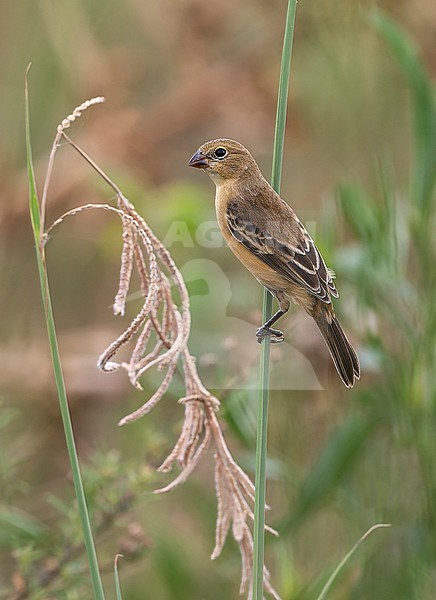 Dark-throated Seedeater, Sporophila ruficollis, female perched on a stem in Southern Cone grasslands. stock-image by Agami/Andy & Gill Swash ,