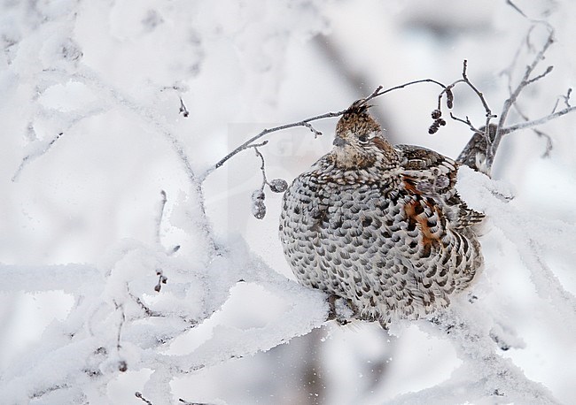 Hazelhoen foeragerend in de sneeuw, Hazel Grouse foraging in the snow stock-image by Agami/Markus Varesvuo,