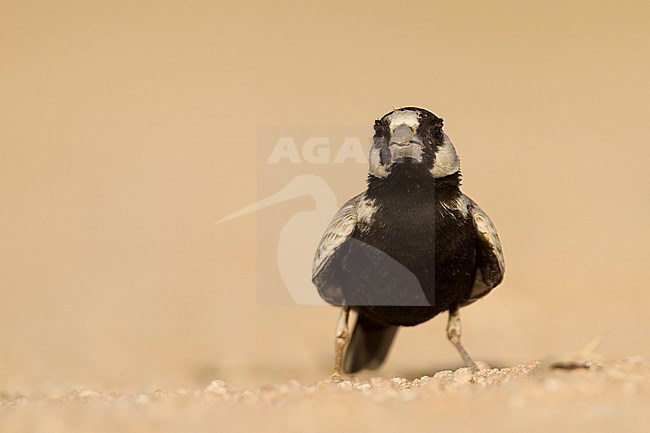 Eastern Black-crowned Sparrow-Lark - Weissstirnlerche - Eremopterix nigriceps ssp. melanauchen, Sultanate of Oman, adult male stock-image by Agami/Ralph Martin,