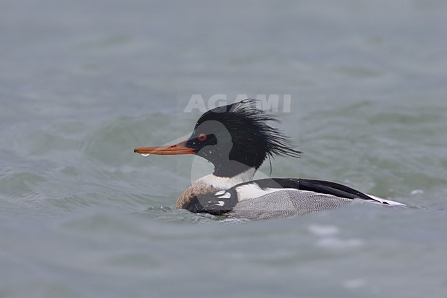 Red-breasted Merganser male swimming; Middelste Zaagbek man zwemmend stock-image by Agami/Daniele Occhiato,