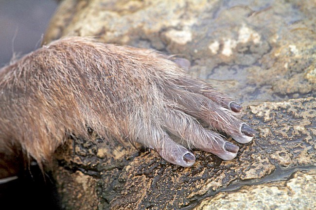 Japanse Makaak, Japanese Macaque stock-image by Agami/Pete Morris,