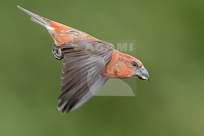 Male Parrot Crossbill (Loxia pytyopsittacus) wintering in Finland. stock-image by Agami/Markus Varesvuo,