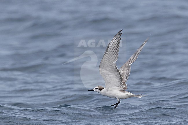 Immature Aleutian Tern (Onychoprion aleuticus) in Papua New Guinea. Probably second summer bird. stock-image by Agami/Pete Morris,