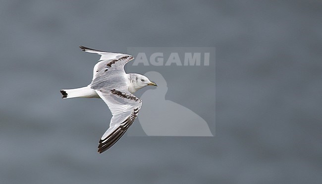 First-summer Black-legged Kittiwake (Rissa tridactyla) in flight in north Norway stock-image by Agami/Ian Davies,