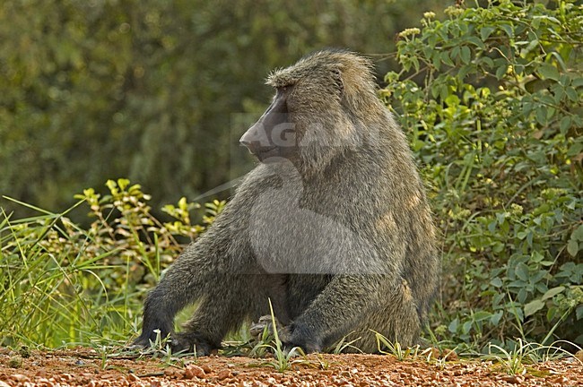 Olive Baboon; Groene Baviaan stock-image by Agami/Roy de Haas,