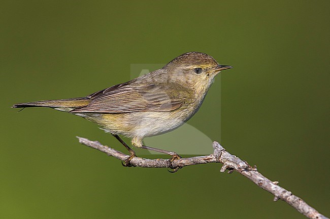 Tjiftjaf, Common Chiffchaff stock-image by Agami/Daniele Occhiato,