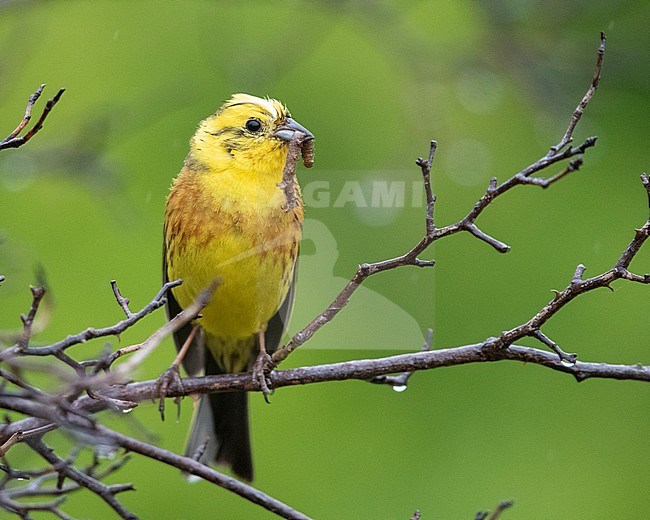 Yellowhammer (Emberiza citrinella), front view of an adult male carrying a caterpillar in its bill, Abruzzo, Italy stock-image by Agami/Saverio Gatto,