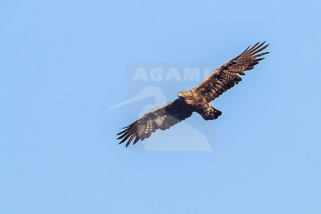 Golden Eagle (Aquila chrysaetos), adult male in flight seen from below, Campania, Italy stock-image by Agami/Saverio Gatto,