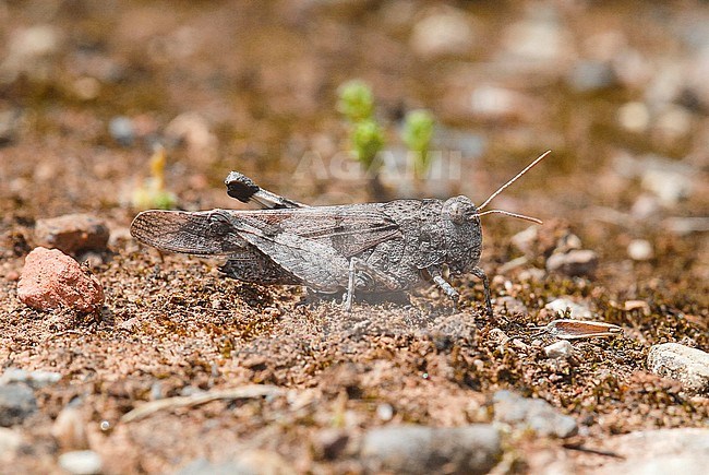 Blauwvleugelsprinkhaan, Blue Winged Grasshopper stock-image by Agami/Casper Zuijderduijn,