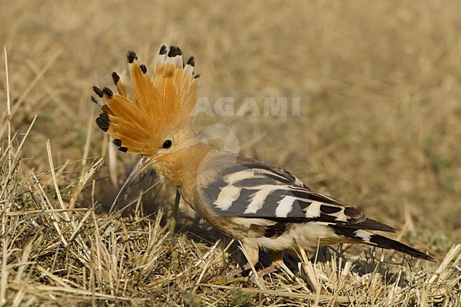 Eurasian Hoopoe foraging on the ground; Hop foeragerend op de grond stock-image by Agami/Daniele Occhiato,