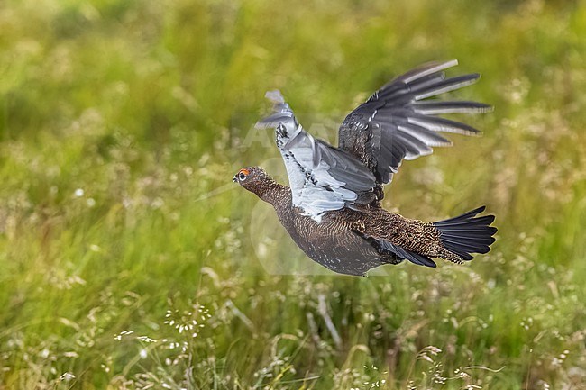 Red Grouse (Lagopus scotica) flying over the heather in Spartleton Hill, East Lothian, Scotland, United Kingdom. stock-image by Agami/Vincent Legrand,