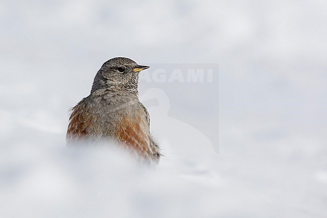 Alpine Accentor (Prunella collaris) sitting in a snow coverd moutain landscape in the swiss alps. stock-image by Agami/Marcel Burkhardt,