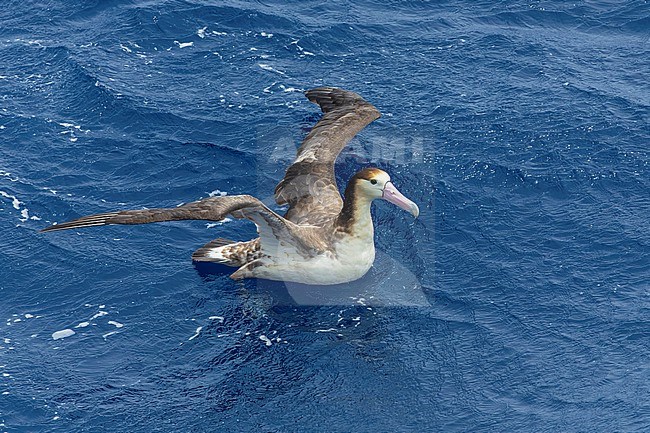 Immature Short-tailed Albatross (Phoebastria albatrus) at sea off Torishima island, Japan. Also known as Steller's albatross. Swimming at sea. stock-image by Agami/Marc Guyt,