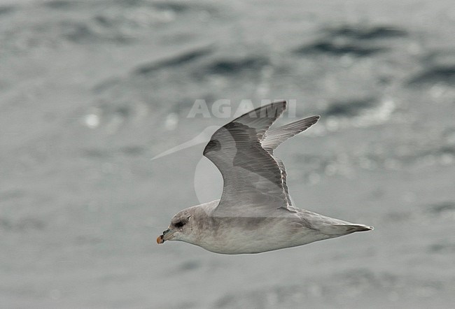 Northern Fulmar (Fulmarus glacialis) flying over the arctic sea showing underwings off Svalbard, Norway. stock-image by Agami/Roy de Haas,