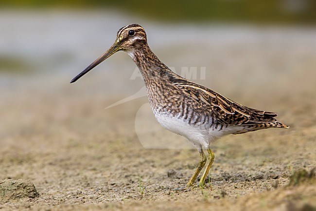 Watersnip; Common Snipe; Gallinago gallinago stock-image by Agami/Daniele Occhiato,