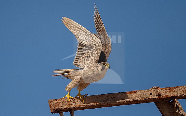 Barbary Falcon (Falco peregrinus pelegrinoides) is now considered a subspecies of Peregrine Falcon stock-image by Agami/Eduard Sangster,