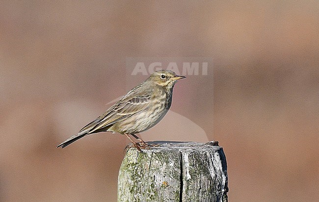 Rock Pipit (Anthus petrosus littoralis) standing on wooden pole on Vlieland in the Netherlands. stock-image by Agami/Laurens Steijn,