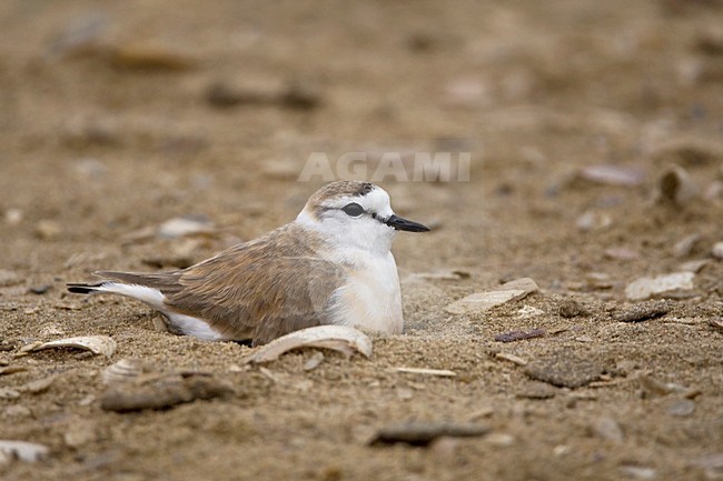 Vale Strandplevier, White-fronted Plover stock-image by Agami/Wil Leurs,