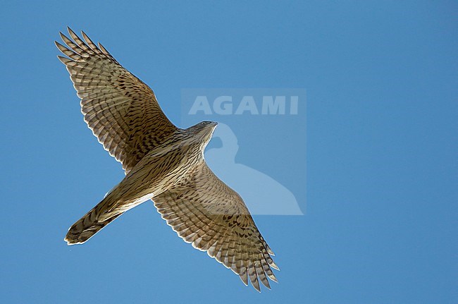 Havik vliegend; Northern Goshawk flying stock-image by Agami/Markus Varesvuo,