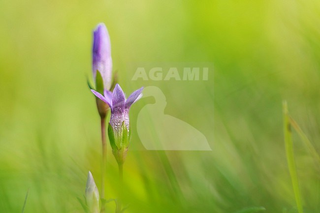 Chiltern Gentian,  Gentianella germanica stock-image by Agami/Wil Leurs,