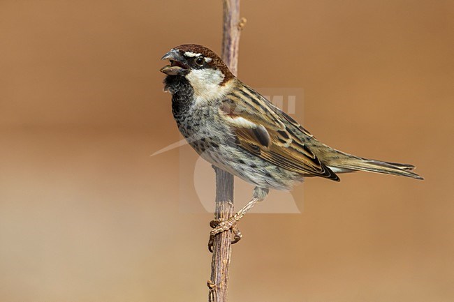 Mannetje Spaanse Mus; Spanish Sparrow male stock-image by Agami/Daniele Occhiato,