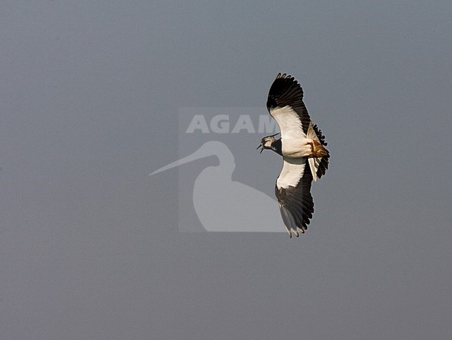 Northern Lapwing flying; Kievit vliegend stock-image by Agami/Marc Guyt,