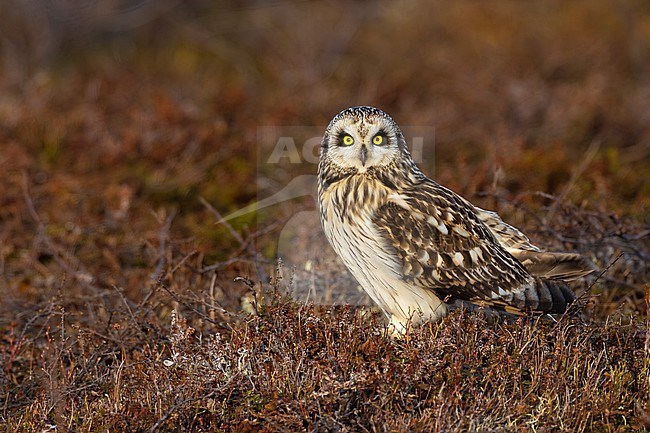 Short-eared Owl (Asio flammeus) in Norway. stock-image by Agami/Daniele Occhiato,