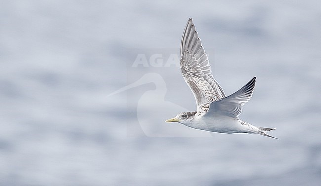 Immature Greater Crested Tern, Thalasseus bergii cristatus, in flight. stock-image by Agami/Ian Davies,