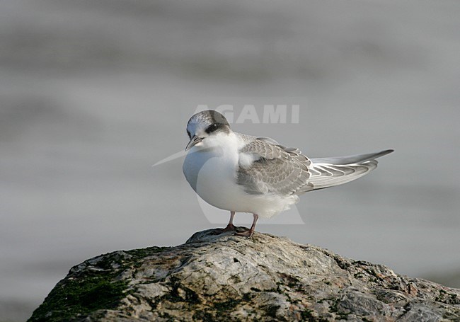 Noordse Stern jong zittend op rots; Arctic Tern juvenile perched on rock stock-image by Agami/Reint Jakob Schut,