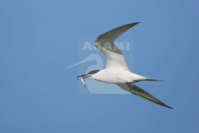 Grote stern volwassen vliegend met vis; Sandwich Tern adult flying with fish stock-image by Agami/Menno van Duijn,