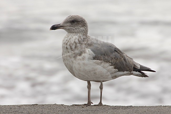 Gabbiano reale; Yellow-legged Gull; Larus michahellis atlantis stock-image by Agami/Daniele Occhiato,