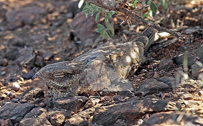 Slender-tailed nightjar (Caprimulgus clarus)in daylight stock-image by Agami/Pete Morris,