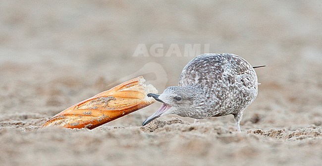 Onvolwassen meeuw op het strand etend van een stokbrood; Immature Gull eating from bread on a Dutch beach stock-image by Agami/Marc Guyt,