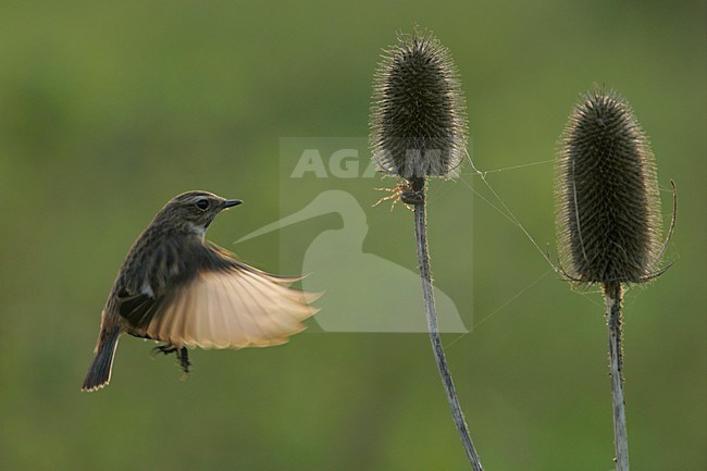 Vrouwtje Roodborsttapuit in de vlucht; Femlae European Stonechat in flight stock-image by Agami/Menno van Duijn,