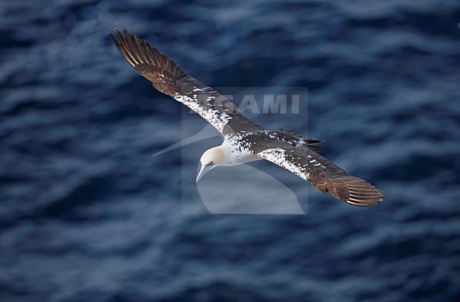 Northern Gannet sub-adult flying; Jan-van-Gent sub-adult vliegend stock-image by Agami/Markus Varesvuo,