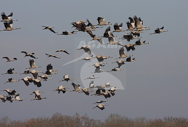 Kraanvogel groep vliegend; Common Crane group flying stock-image by Agami/Jacques van der Neut,