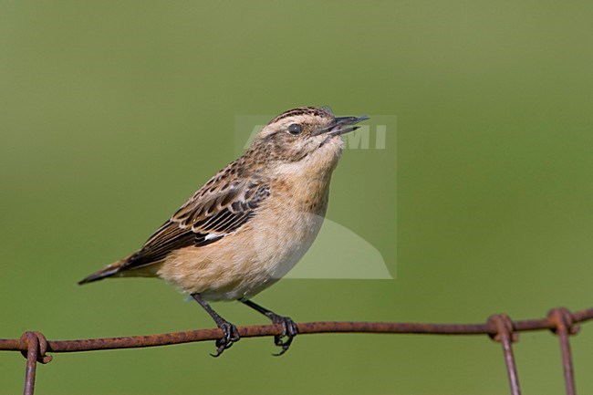 Vrouwtje Paapje met libel; Female Winchat with dragonfly stock-image by Agami/Arie Ouwerkerk,