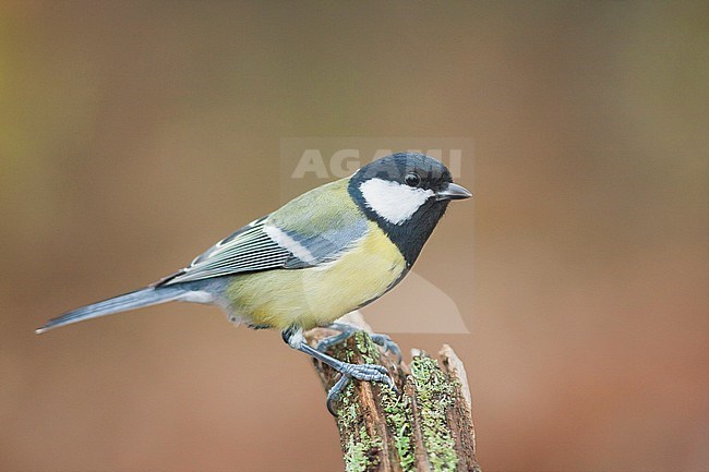 Great Tit - Kohlmeise - Parus major ssp. major, Germany, adult male stock-image by Agami/Ralph Martin,