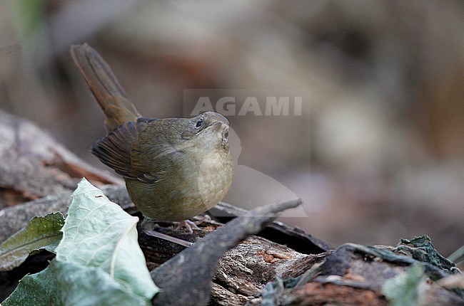 White-bellied Redstart (Luscinia phaenicuroides) female at Doi Lang,  Thailand stock-image by Agami/Helge Sorensen,