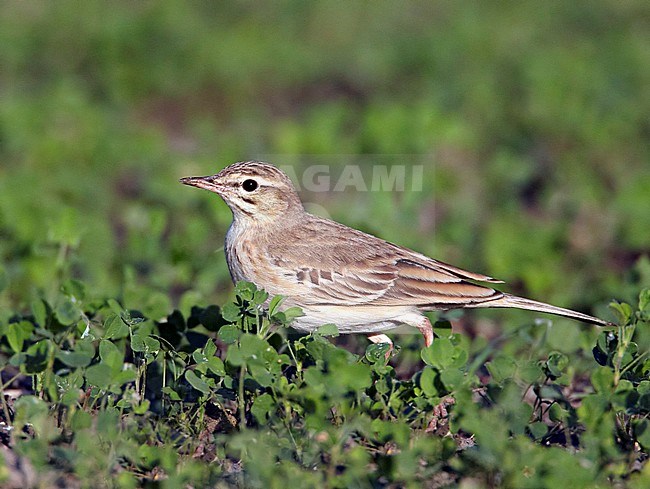 Duinpieper, Tawny Pipit, Anthus campestris stock-image by Agami/Tomi Muukkonen,