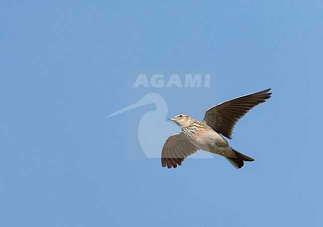 Eurasian Skylark (Alauda arvensis) in the Netherlands. stock-image by Agami/Marc Guyt,