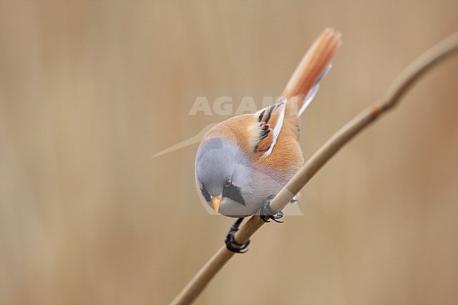 Mannetje Baardman, Bearded Reedling male stock-image by Agami/Chris van Rijswijk,