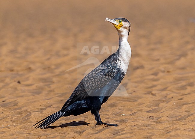 Adult Moroccan White-breasted Cormorant (Phalacrocorax lucidus maroccanus) aka African Great Cormorant sitting on the shorein Kniffiss's lagoon, Western Sahara. stock-image by Agami/Vincent Legrand,