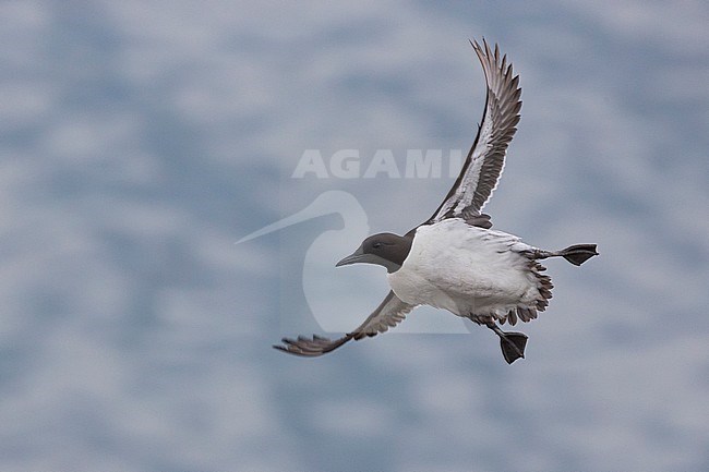 Common Murre (Uria aalge), adult in flight stock-image by Agami/Saverio Gatto,