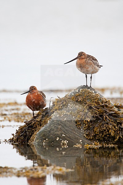 Rosse Grutto, Bar-tailed Godwit, Limosa lapponica stock-image by Agami/Hugh Harrop,