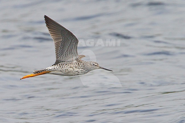 Grote Geelpootruiter, Greater Yellowlegs stock-image by Agami/Glenn Bartley,